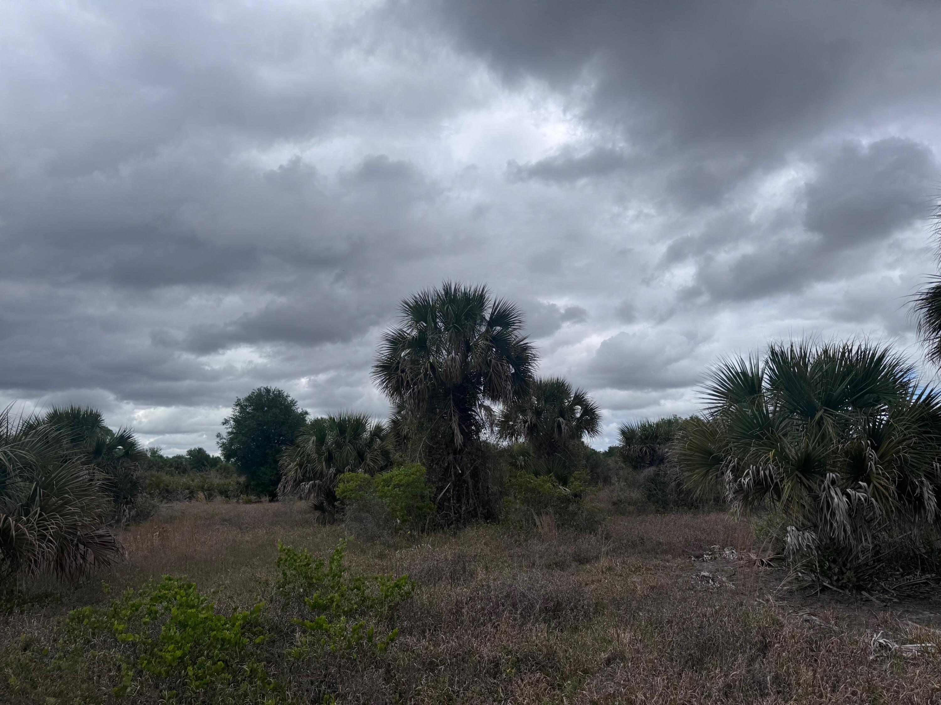 18333 Northwest 308th Street Okeechobee, FL 34972 - Photo 4 of 4 a view of a bunch of trees in background