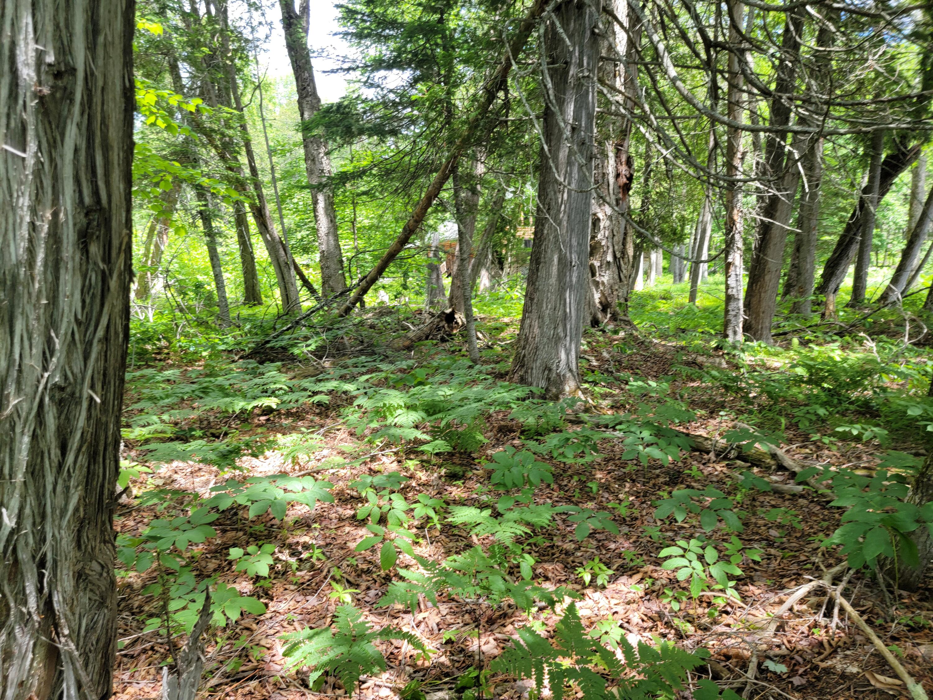68 Picked Cove Road Dover-Foxcroft, ME 04426 - Photo 7 of 11 20220614_124807