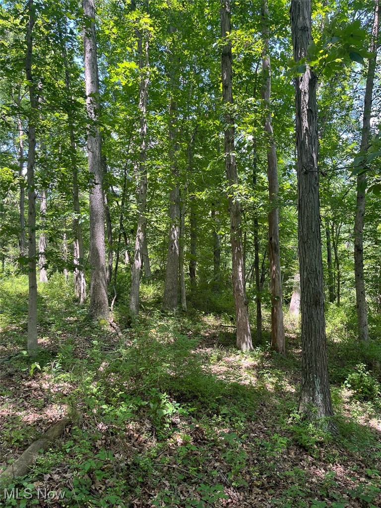 45559 Old Hopedale Road Cadiz, OH 43907 - Photo 22 of 26 View of wooded area