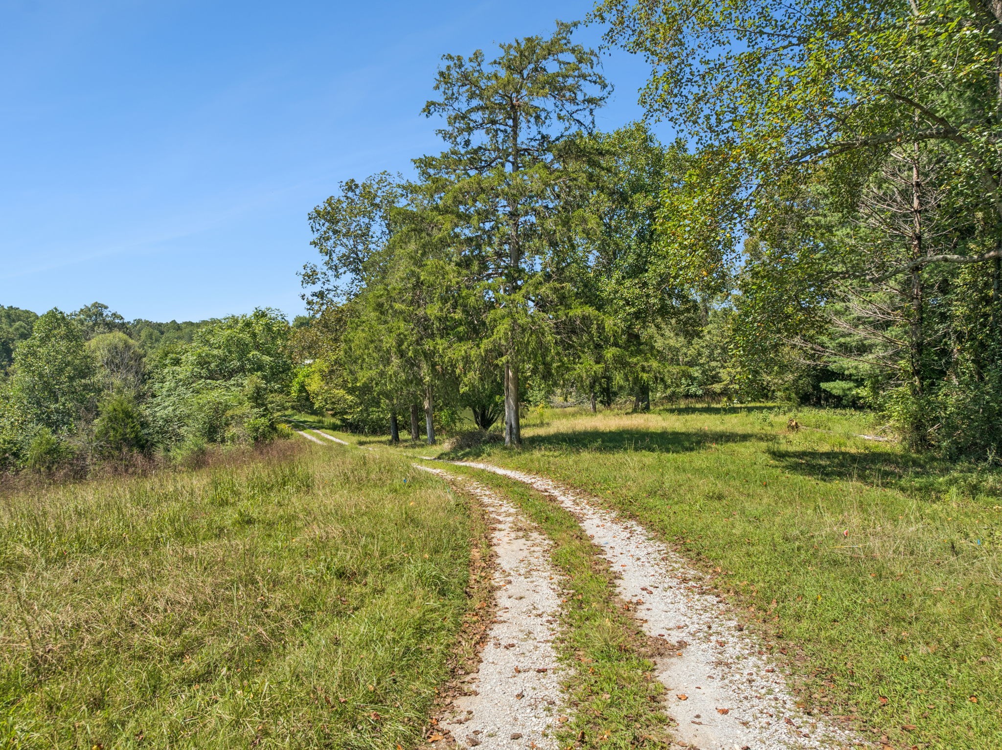 8272 Burgess Falls Road Baxter, TN 38544 - Photo 25 of 41 a view of a yard with a tree