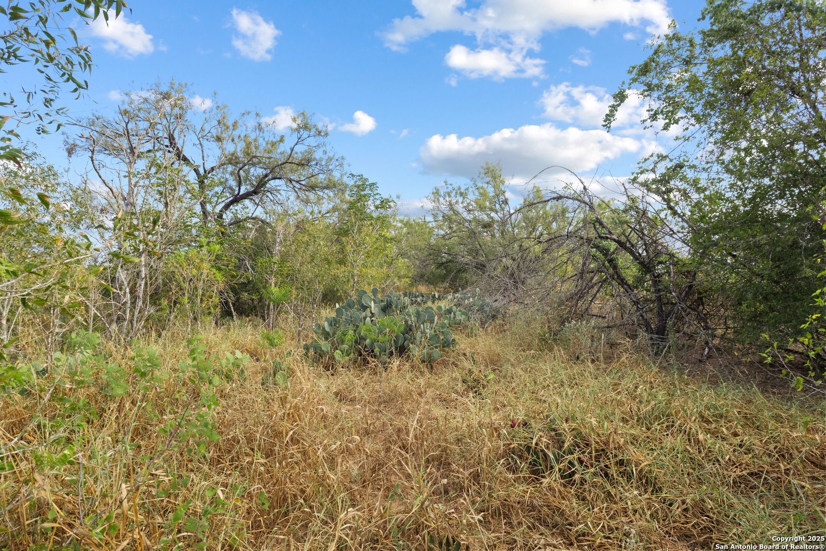 5835 Hardy Road Elmendorf, TX 78112 - Photo 8 of 8 a view of a bunch of trees