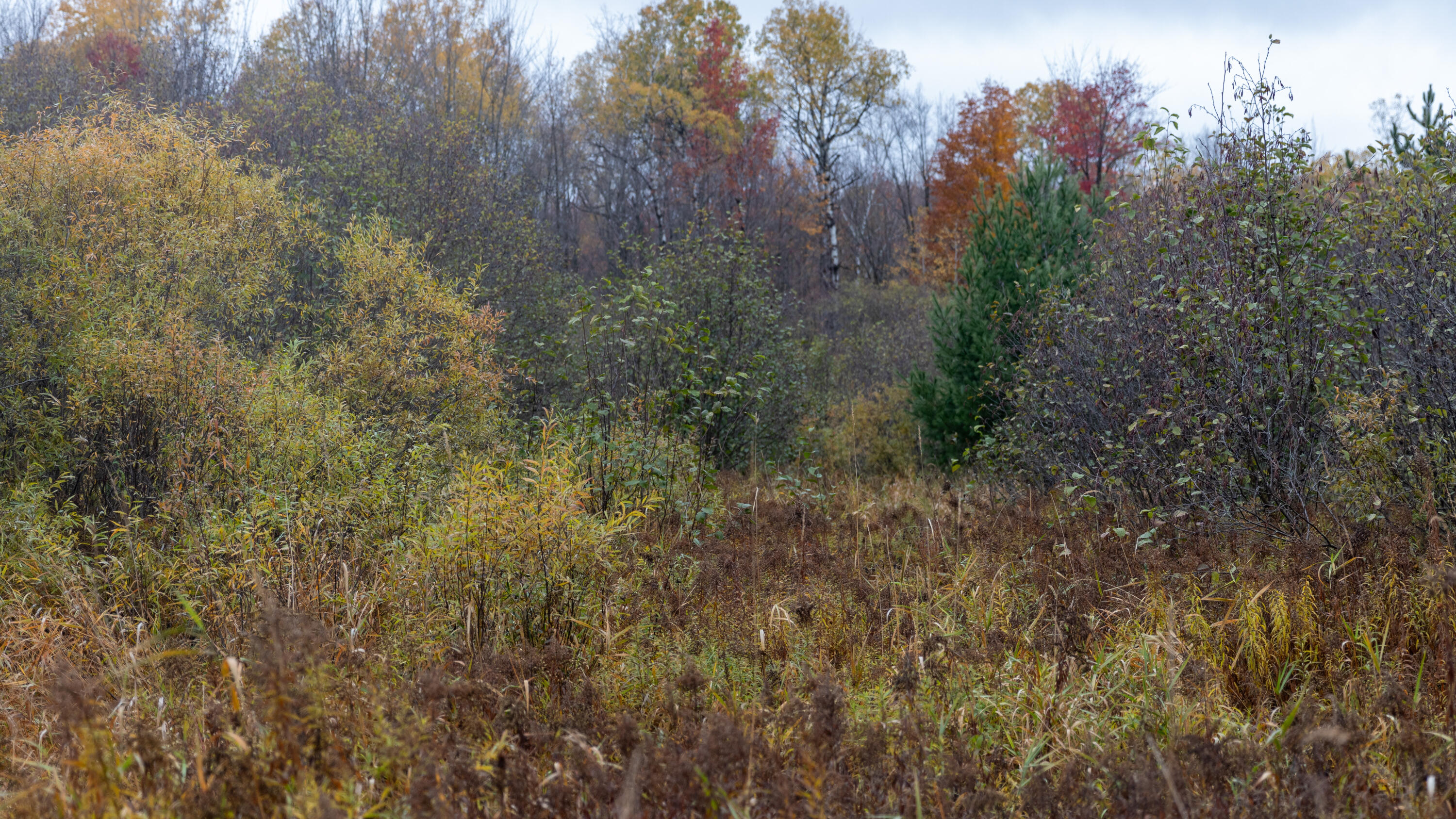 W12103 Highland Road Antigo, WI 54409 - Photo 41 of 89 IMG_3243