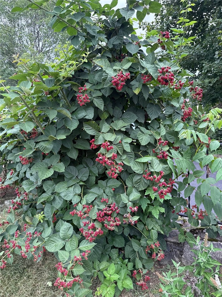 285 School Street Lincoln, RI 02865 - Photo 44 of 44