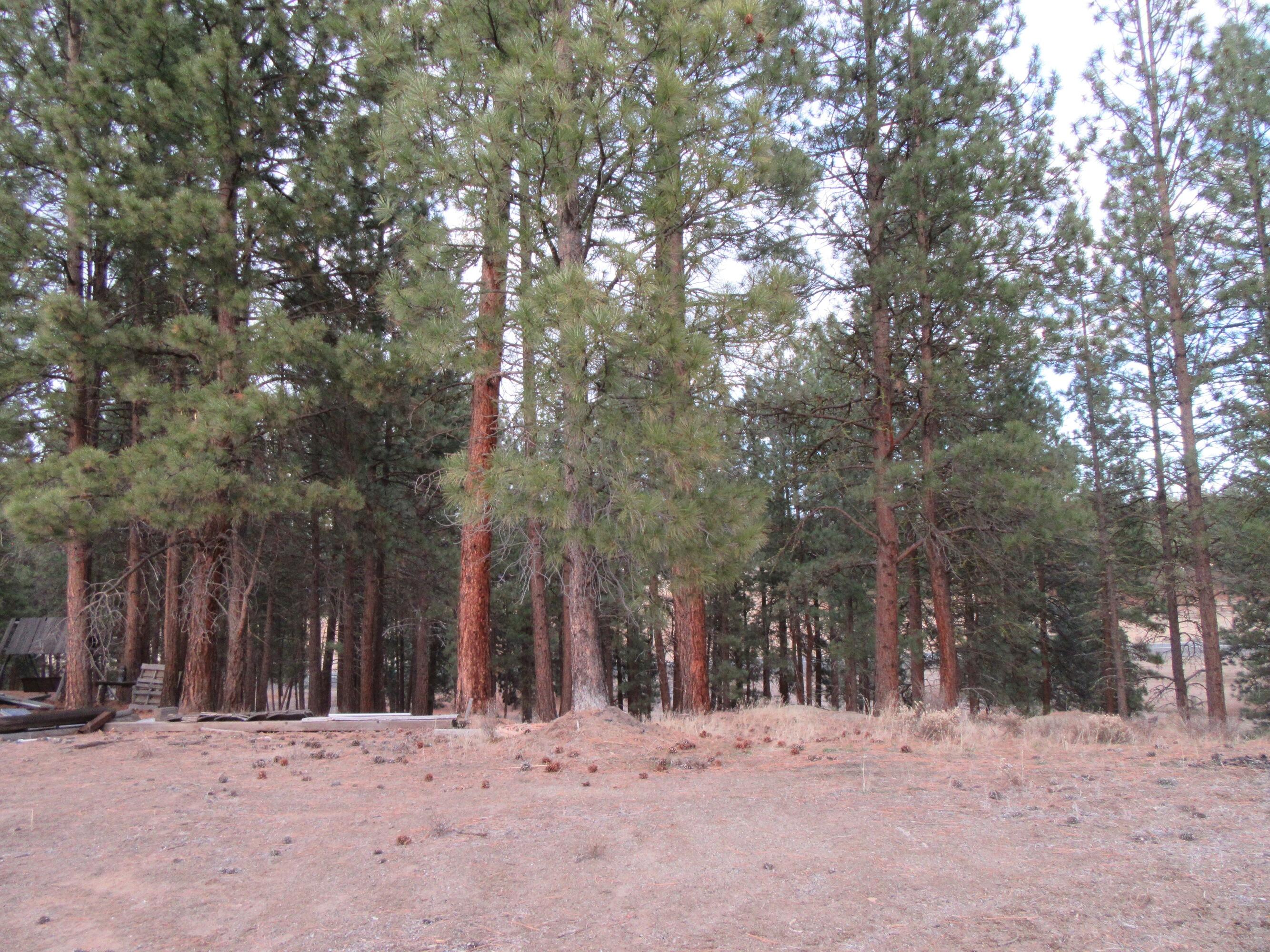 16144 Sprague River Road Chiloquin, OR 97624 - Photo 65 of 81 Gorgeous PInes 2
