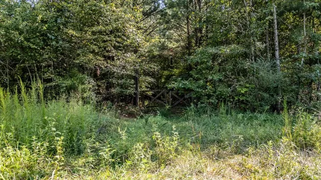 a view of a bunch of plants and trees