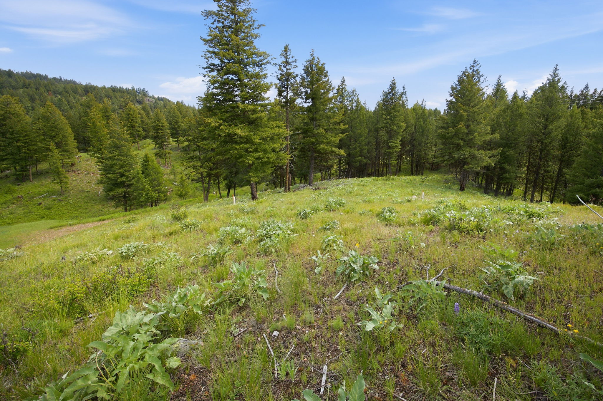 3 Big Waters Ranch Road Seeley Lake, MT 59868 - Photo 37 of 49 Gallery Image 37