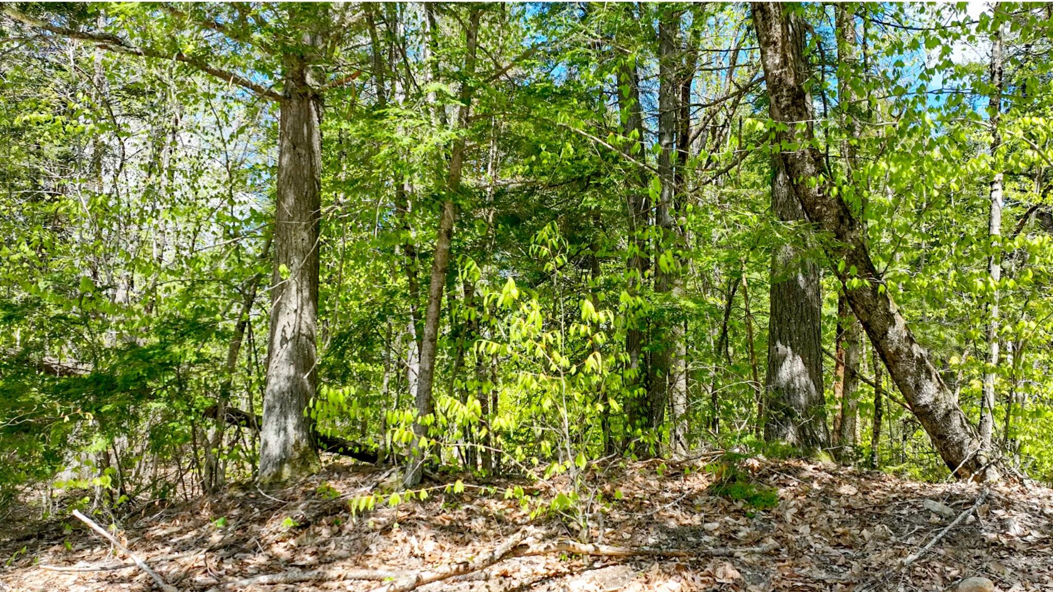 0 Marston Road West Baldwin, ME 04091 - Photo 6 of 7 7