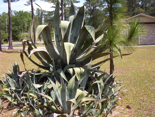 304 Gadsden Loop Walterboro, SC 29488 - Photo 3 of 17 gadsden6