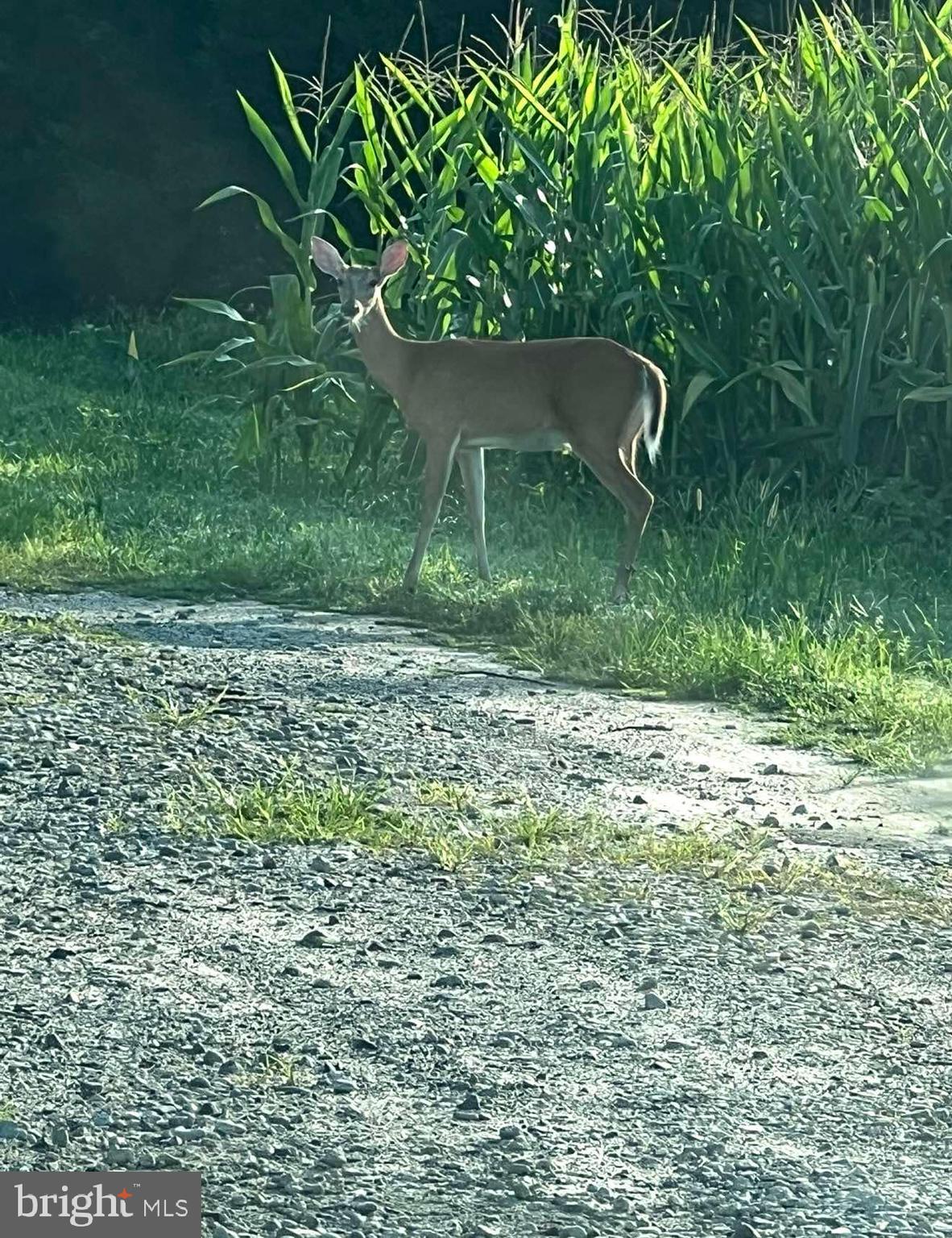 29 Three Bridge Road Monroeville, NJ 08343 - Photo 47 of 56