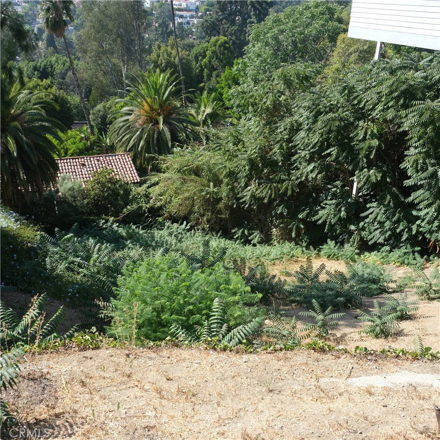 6682 Whitley Terrace Los Angeles, CA 90068 - Photo 5 of 5 a view of a garden with a tree