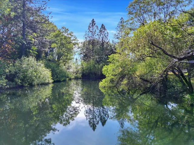 a view of a yard with trees