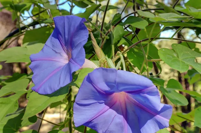 $849,000 | 25801 Oak Forest Court, Colfax, CA 95713