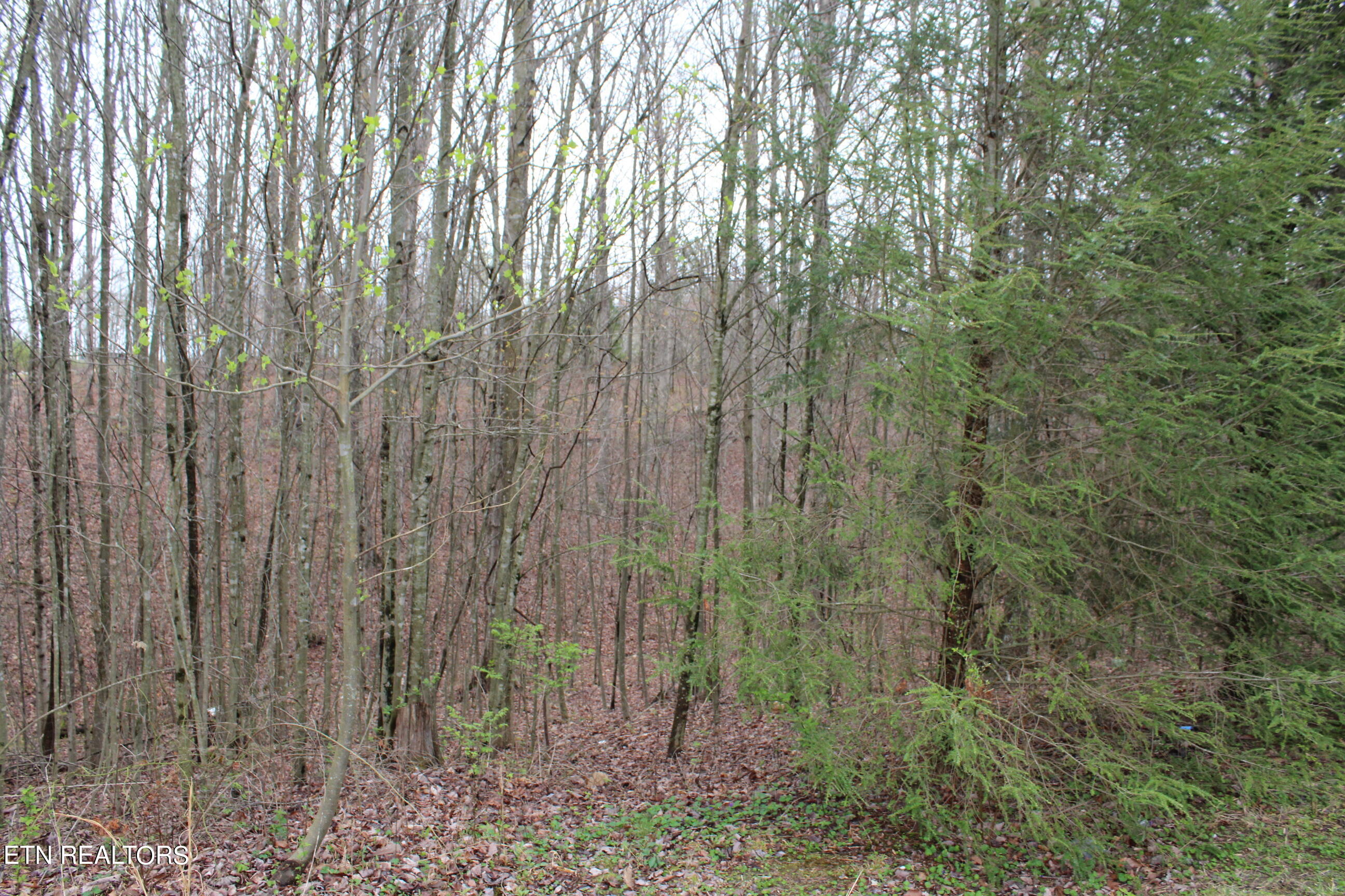 820 Slaven Ridge Road Jamestown, TN 38556 - Photo 8 of 20 IMG_5506