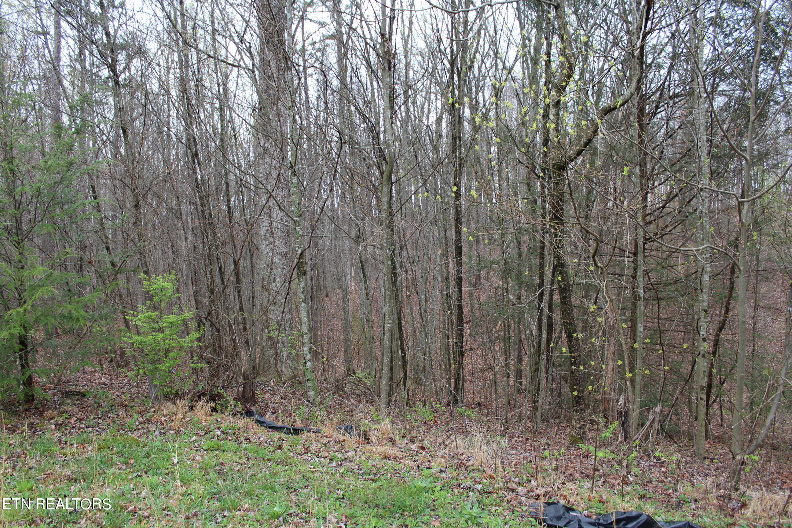 820 Slaven Ridge Road Jamestown, TN 38556 - Photo 9 of 20 IMG_5507