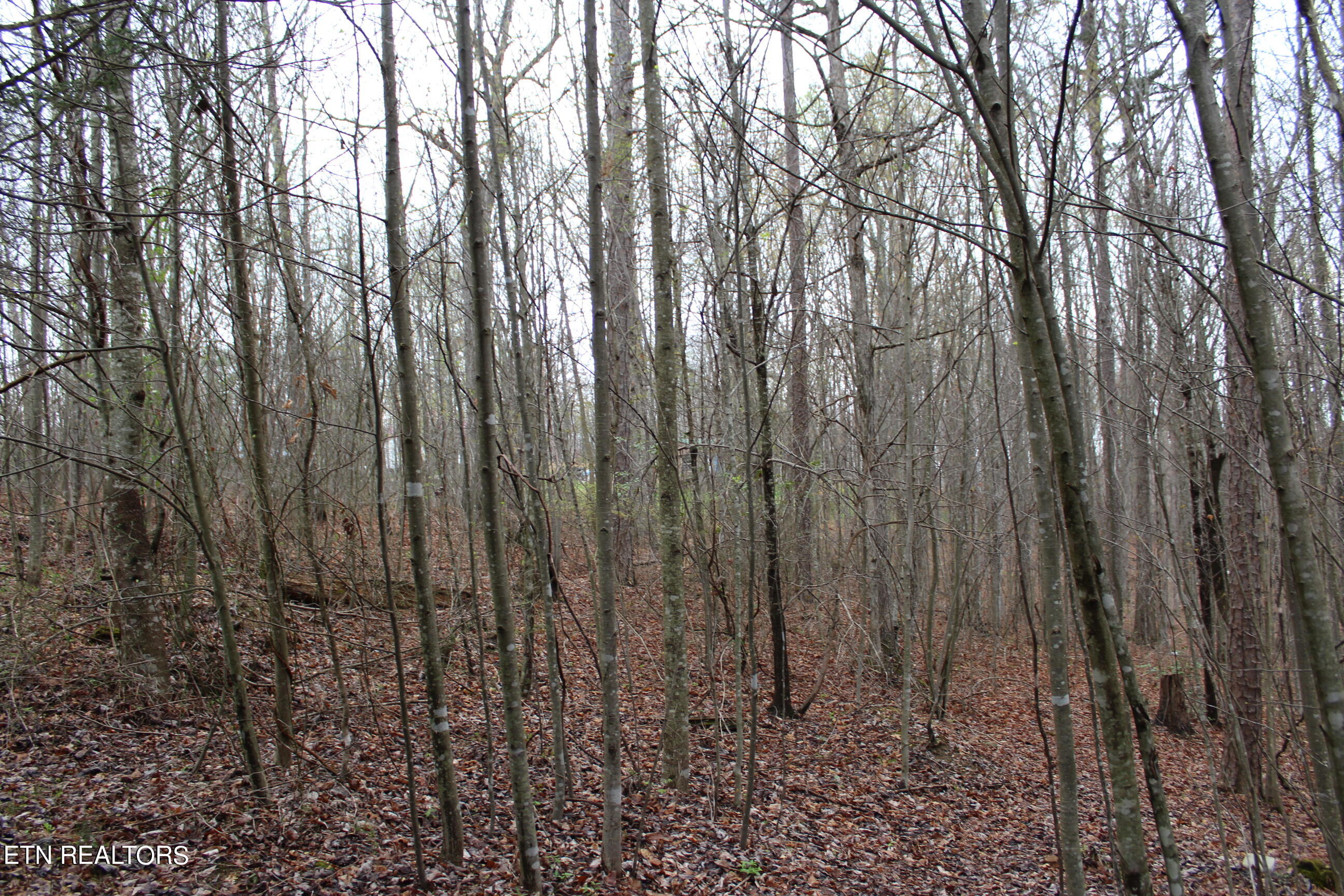 820 Slaven Ridge Road Jamestown, TN 38556 - Photo 10 of 20 IMG_5508