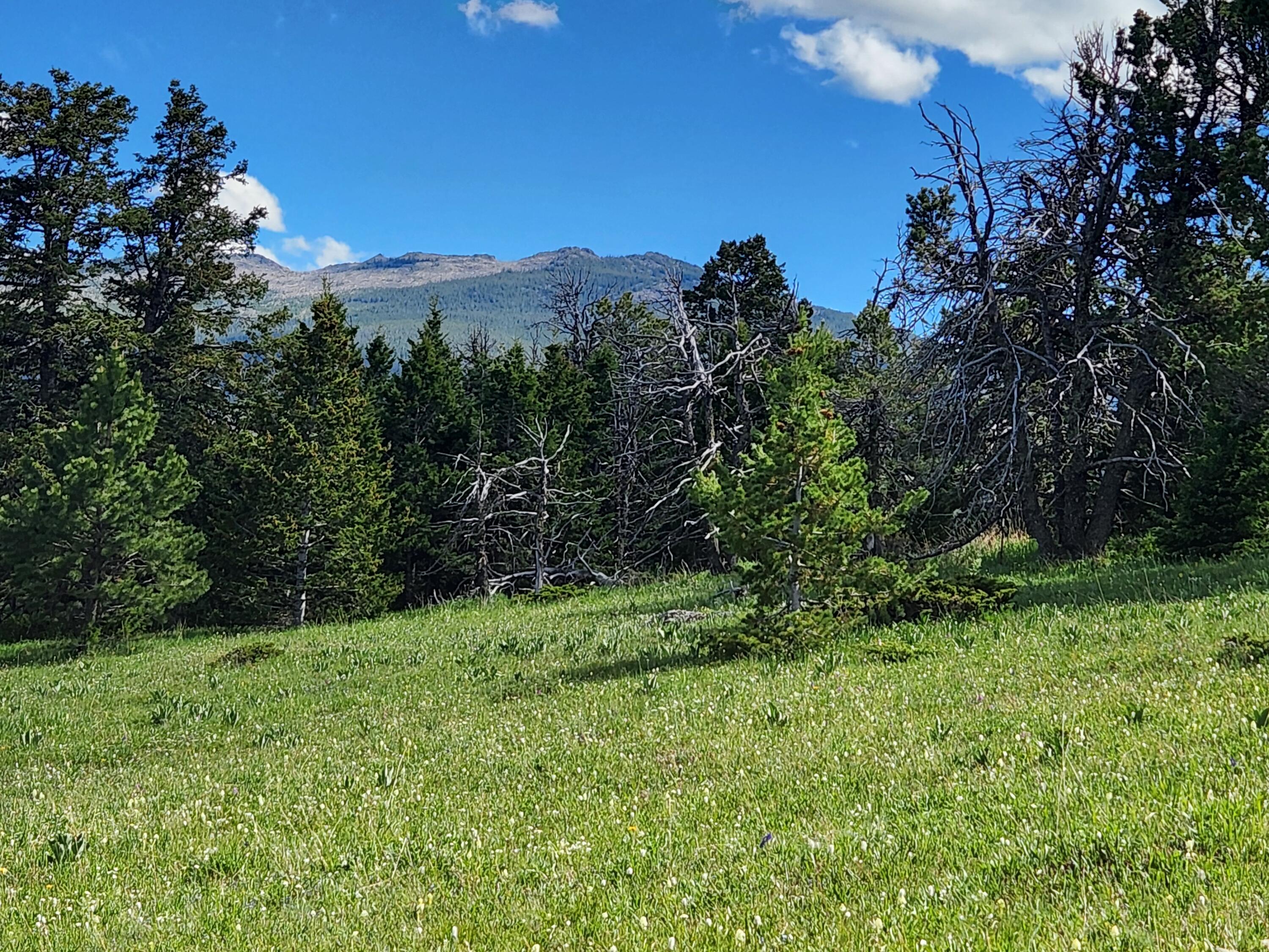 12 Blacktooth Road Big Horn, WY 82833 - Photo 5 of 25 Center of lot