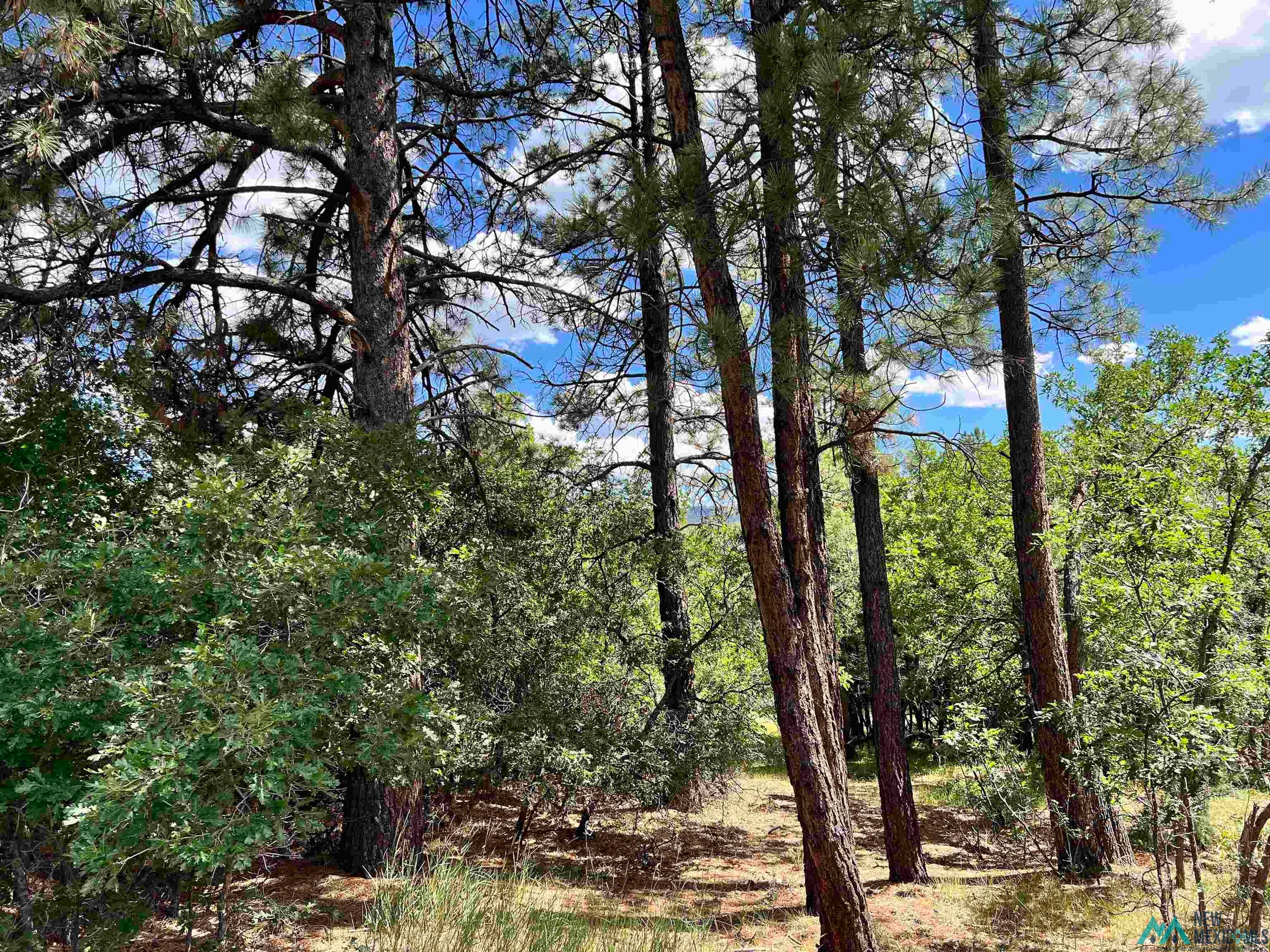 View of tree filled area