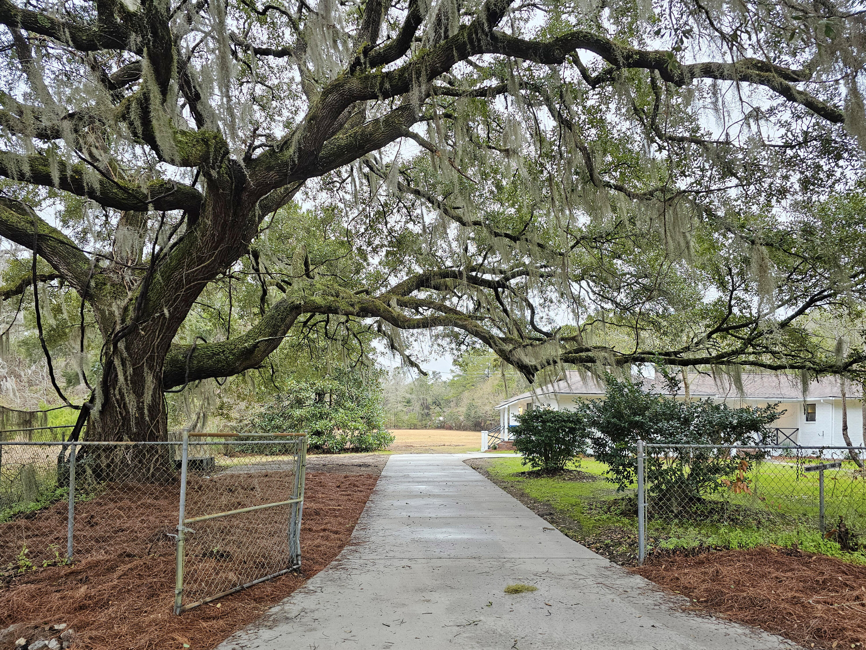 488 Society Road McClellanville, SC 29458 - Photo 3 of 36 2-Oak-Tree-Entrance