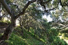6500 Santa Rosa Road Buellton, CA 93427 - Photo 36 of 96 a view of a tree in a yard