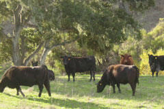 6500 Santa Rosa Road Buellton, CA 93427 - Photo 8 of 96 29