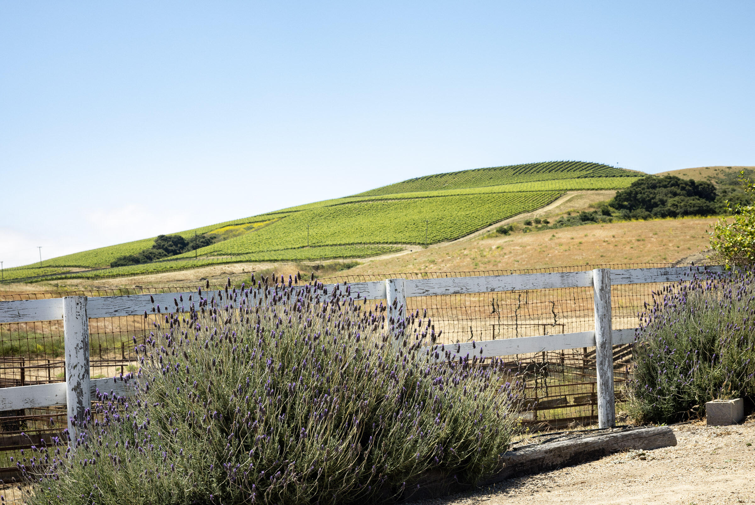 6500 Santa Rosa Road Buellton, CA 93427 - Photo 86 of 96 a view of a large building with a yard