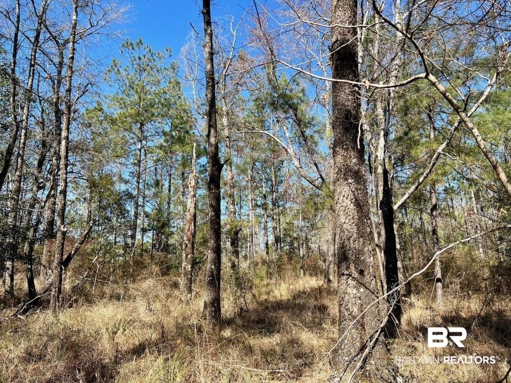 0 Country Road Deer Park, AL 36529 - Photo 22 of 46
