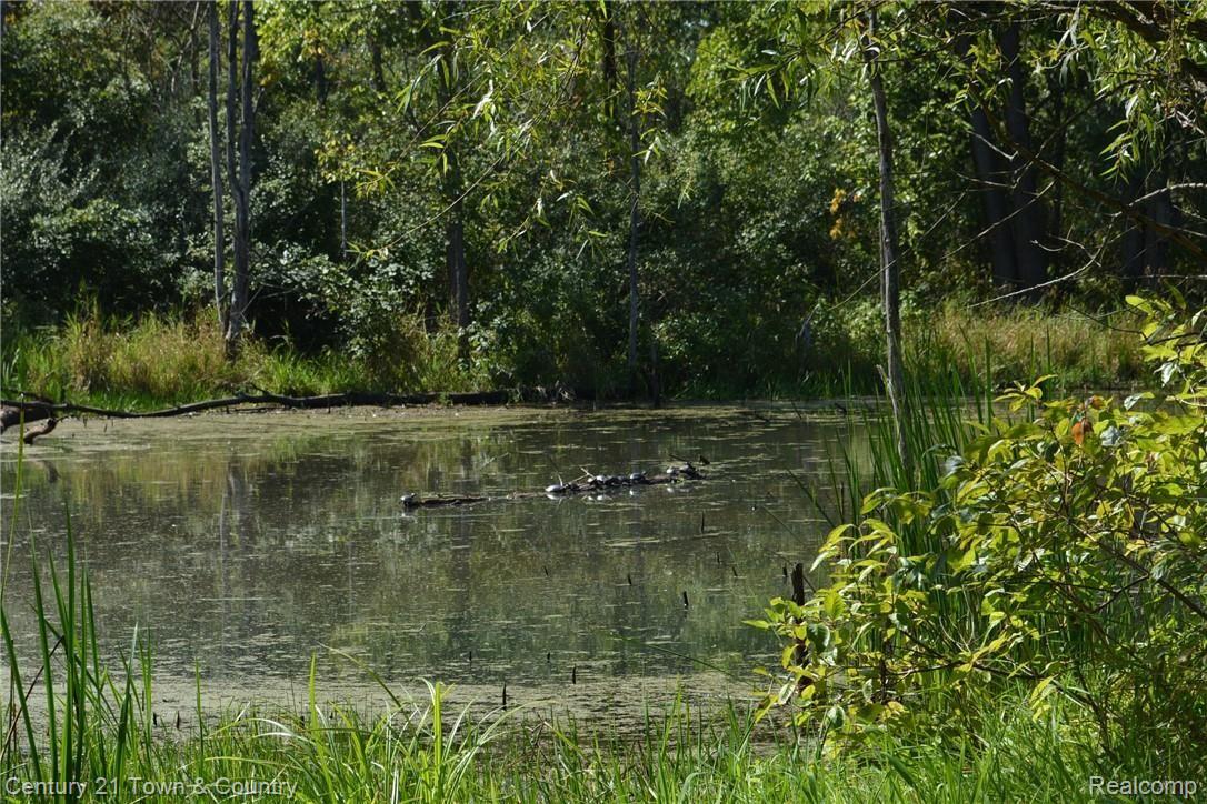 1550 East Rattalee Lake Road Holly, MI 48442 - Photo 7 of 59 POND VIEW W/ TURTLES SUNNING