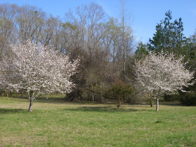 851 Cumslo Road Gray, GA 31032 - Photo 16 of 17 a view of field with trees in background