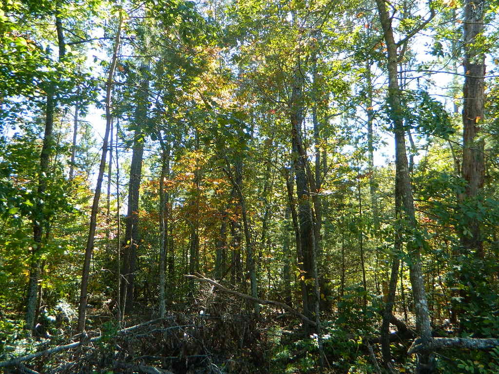 0 Miller Drive, Unit LOT #11 Rising Fawn, GA 30738 - Photo 4 of 6 DSCN6518
