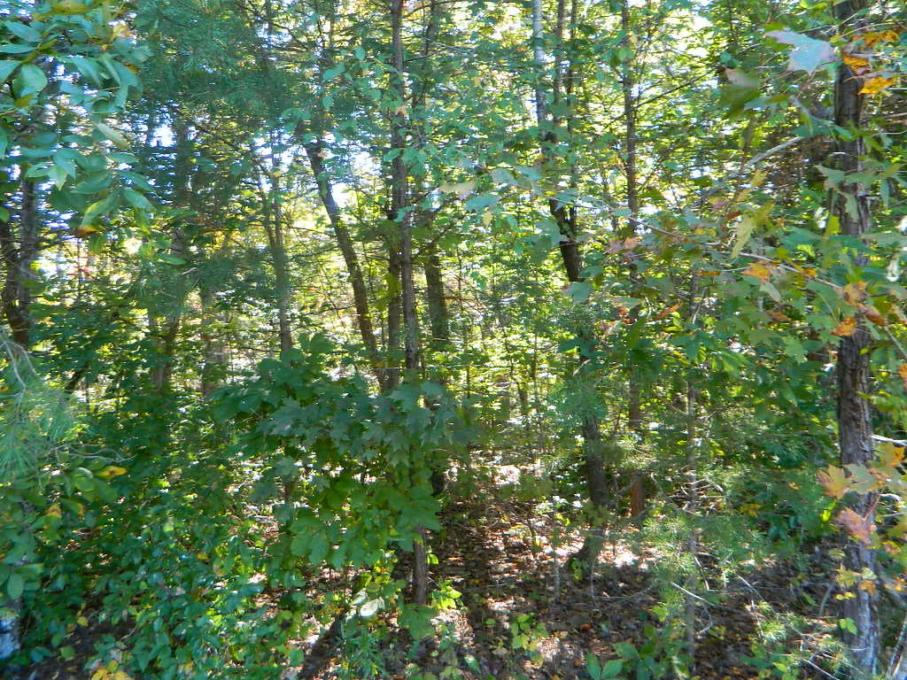0 Miller Drive, Unit LOT #11 Rising Fawn, GA 30738 - Photo 5 of 6 DSCN6517