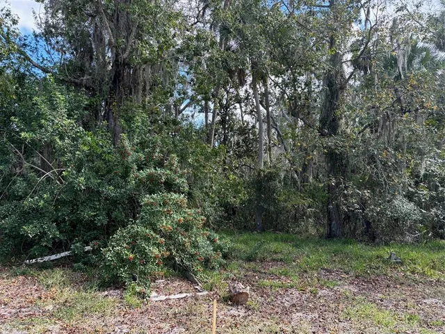 a view of a forest with trees in the background