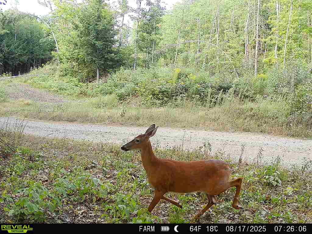 Lot 3-4 Nason Hill Road Dixmont, ME 04932 - Photo 26 of 30 766167267134762948