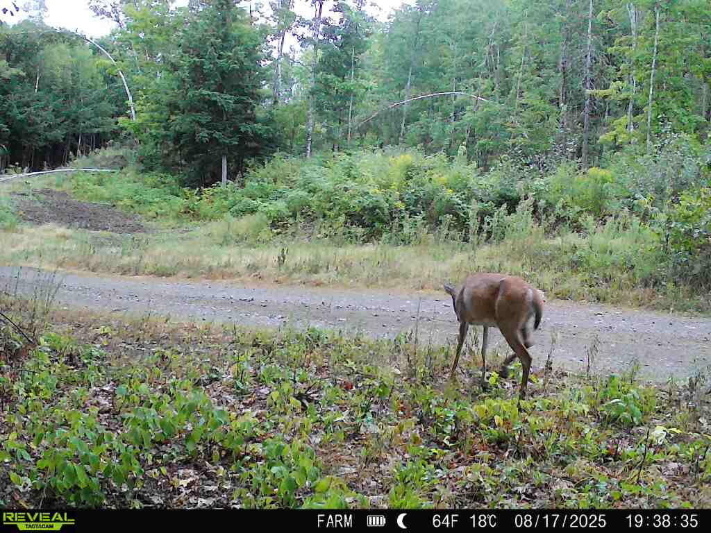 Lot 3-4 Nason Hill Road Dixmont, ME 04932 - Photo 27 of 30 8187149727411609059