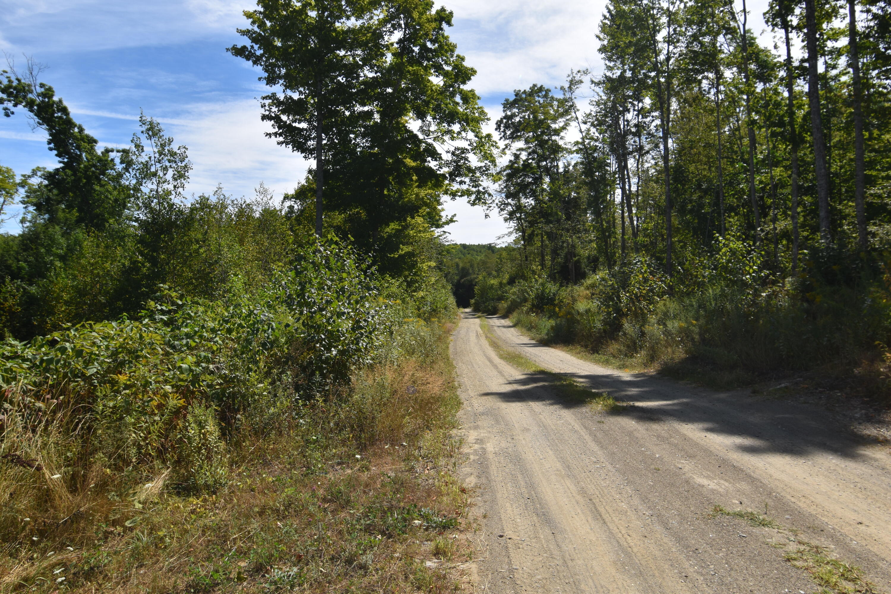Lot 3-4 Nason Hill Road Dixmont, ME 04932 - Photo 28 of 30 woods