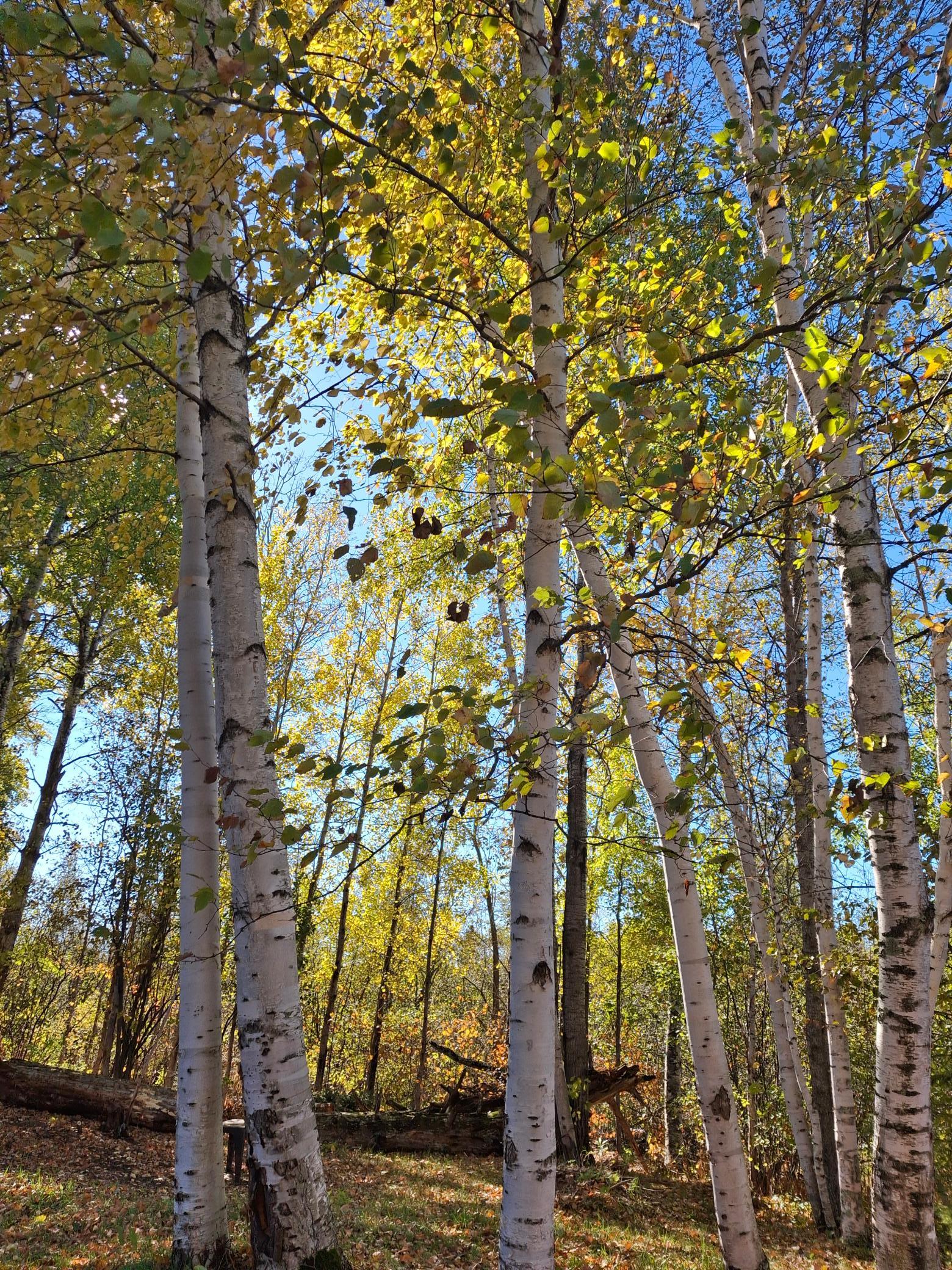 4075 Highway 38 Grand Rapids, MN 55744 - Photo 17 of 20