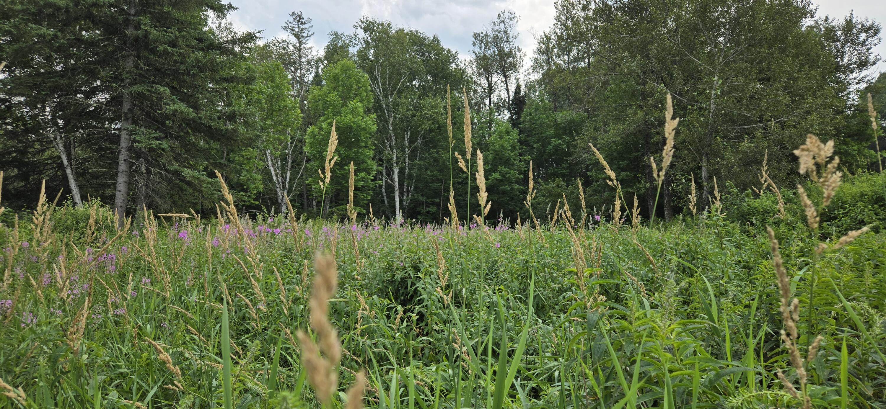 858 Allagash Road Allagash, ME 04774 - Photo 40 of 65 20250719_121758