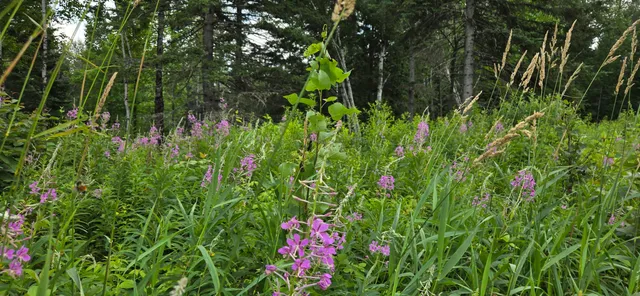 $279,000 | 858 Allagash Road, Allagash, ME 04774