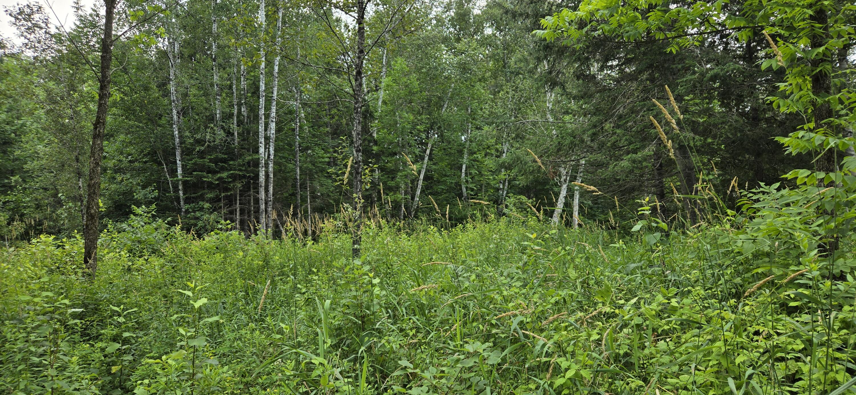 858 Allagash Road Allagash, ME 04774 - Photo 42 of 65 20250719_122208