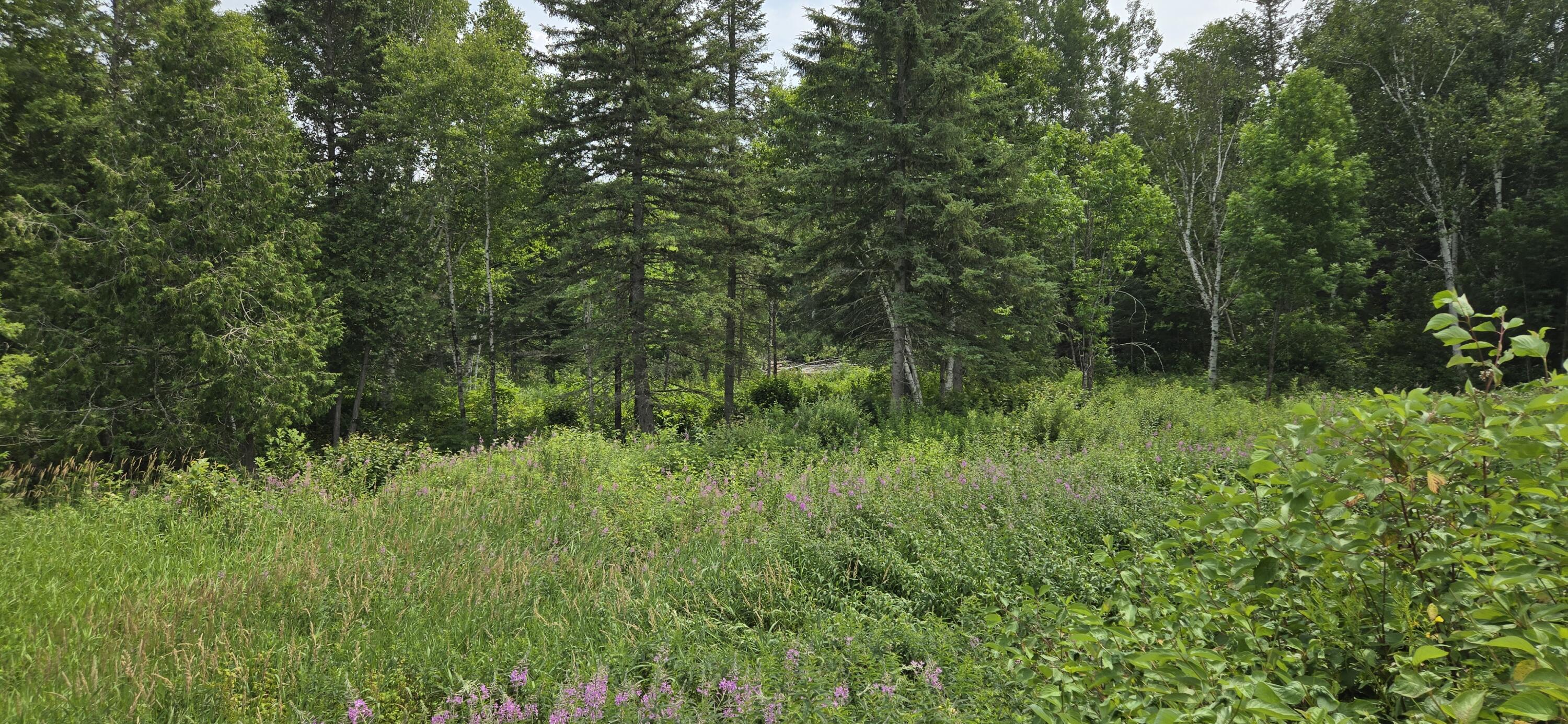 858 Allagash Road Allagash, ME 04774 - Photo 63 of 65 20250719_120700