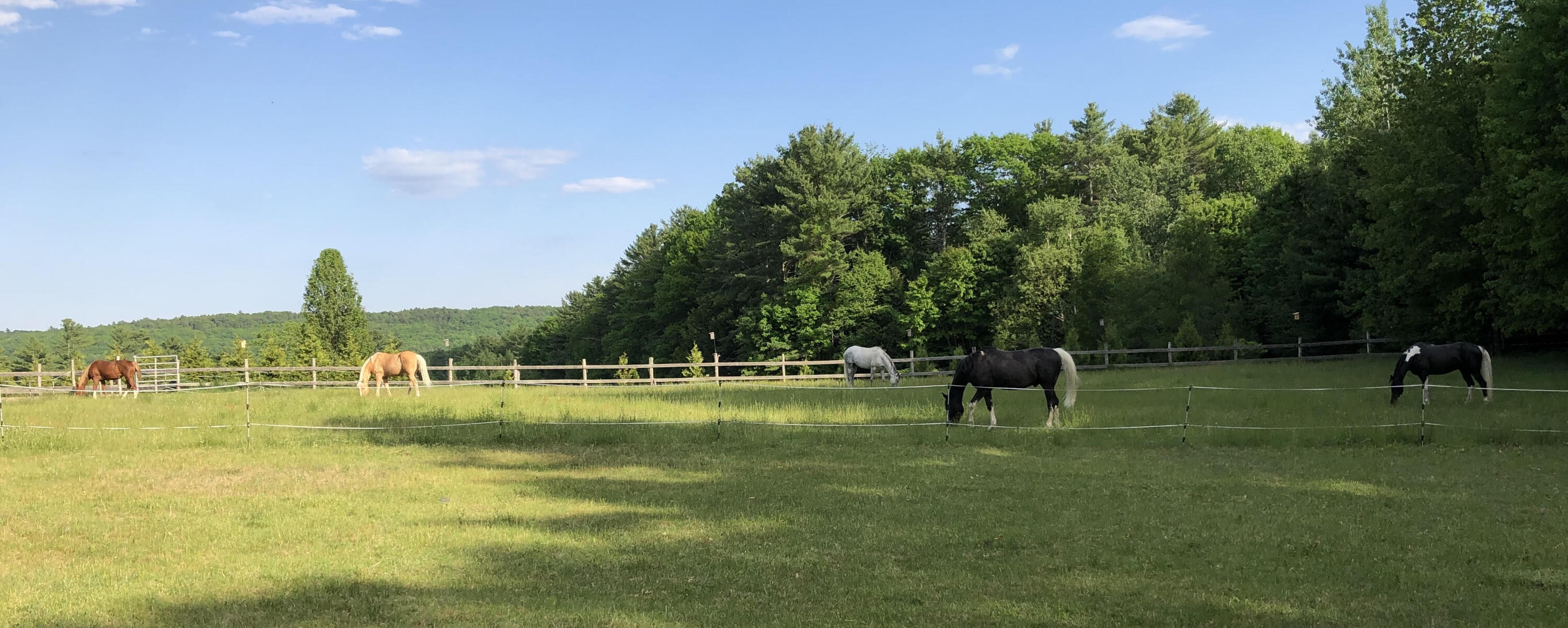 94 Brand Road Windham, ME 04062 - Photo 85 of 86 horses grazing