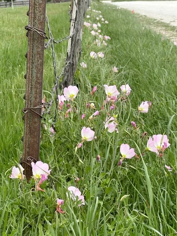 $215,000 | Lot 6 Villa Court, Era, TX 76238