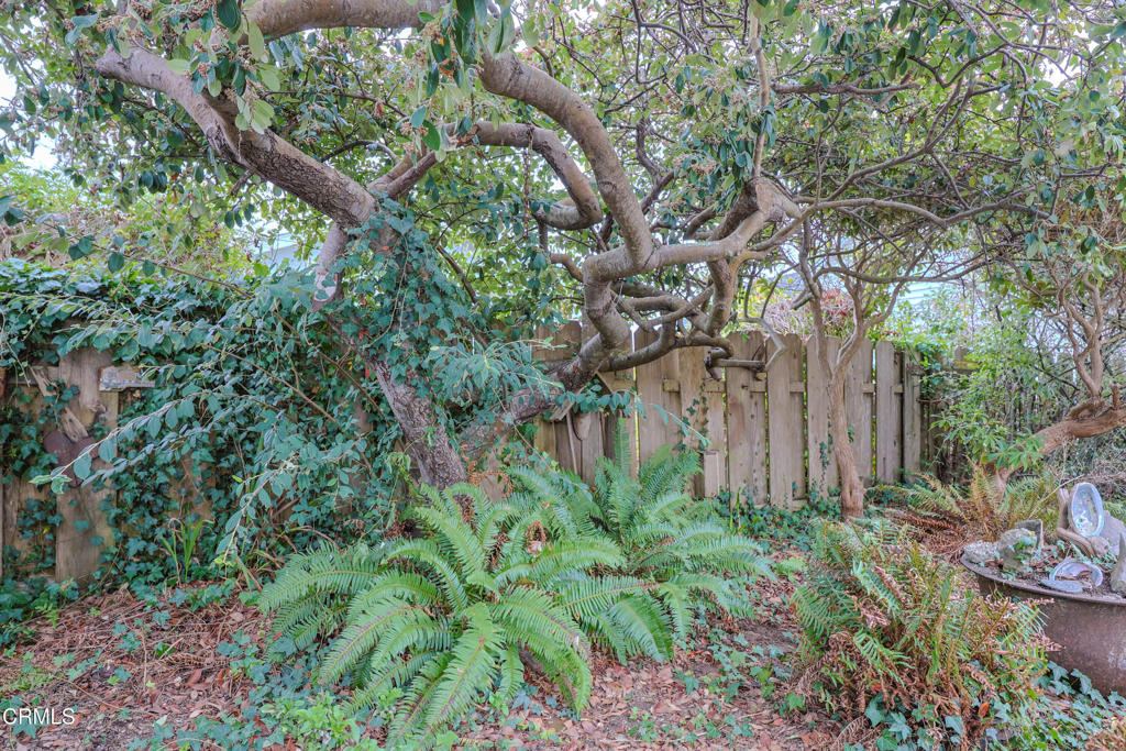 826 Cedar Street Fort Bragg, CA 95437 - Photo 34 of 42 a view of a garden with large trees
