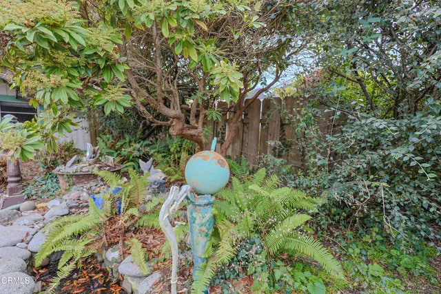 a view of a plant in a garden