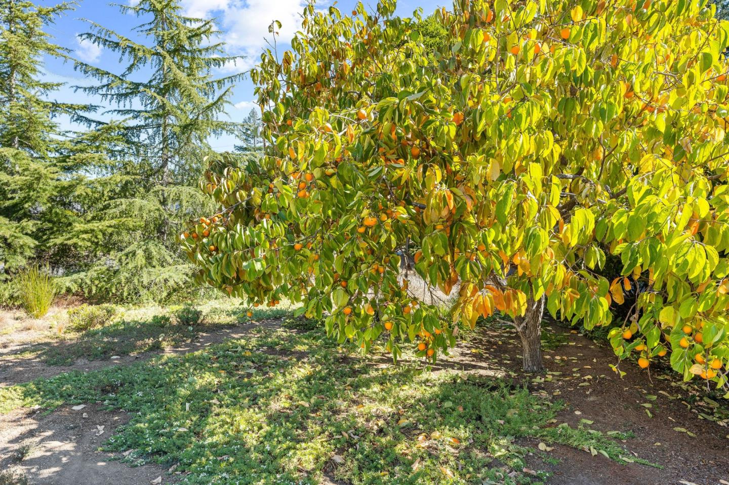 7120 Viewpoint Road Aptos, CA 95003 - Photo 24 of 61 Gallery Image 24