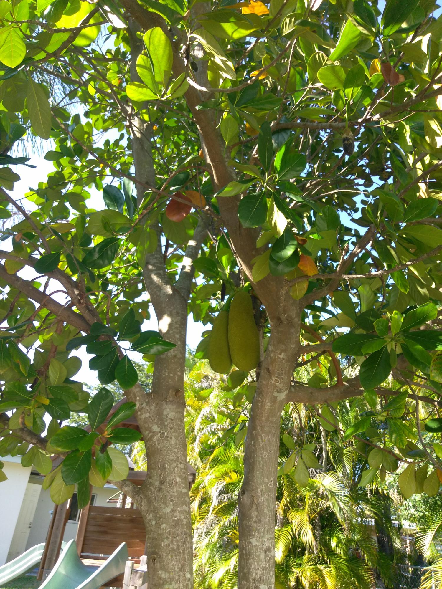 10176 Sleepy Brook Way Boca Raton, FL 33428 - Photo 11 of 12 Fruit trees