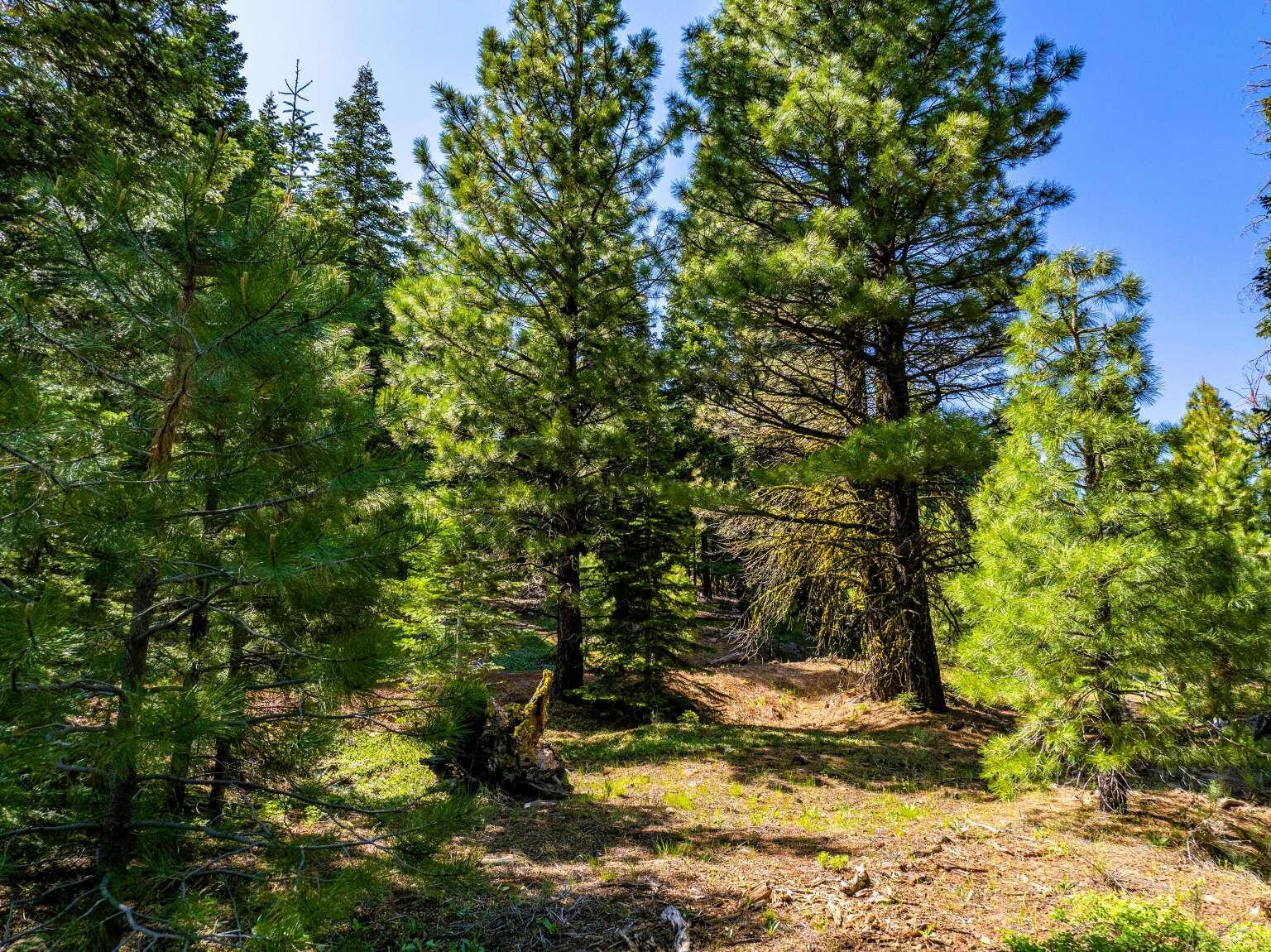 8735 Bering Road Alturas, CA 96101 - Photo 7 of 20 Dingman.7