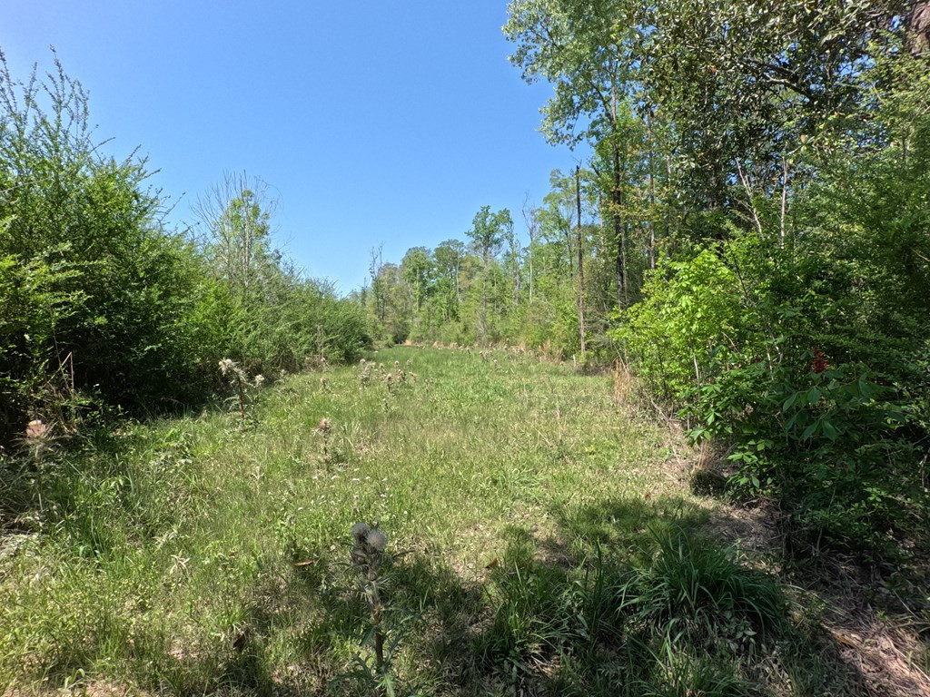 7075 Martinsville Road Wesson, MS 39191 - Photo 16 of 64 Photo 16