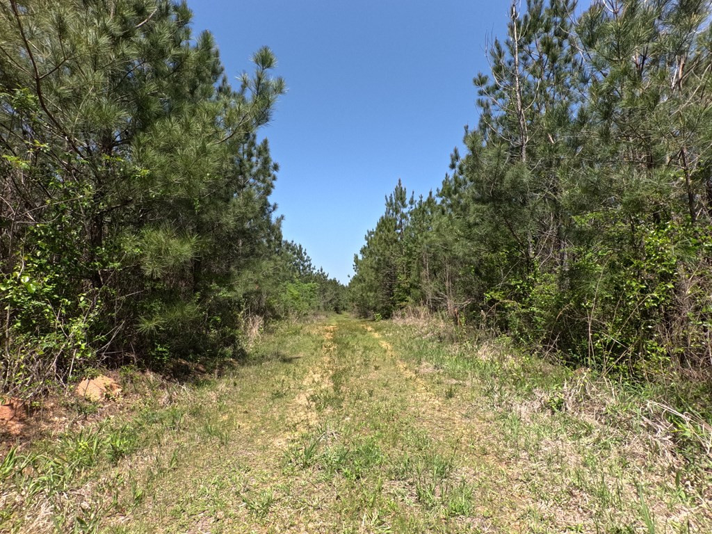 7075 Martinsville Road Wesson, MS 39191 - Photo 34 of 64 Photo 34
