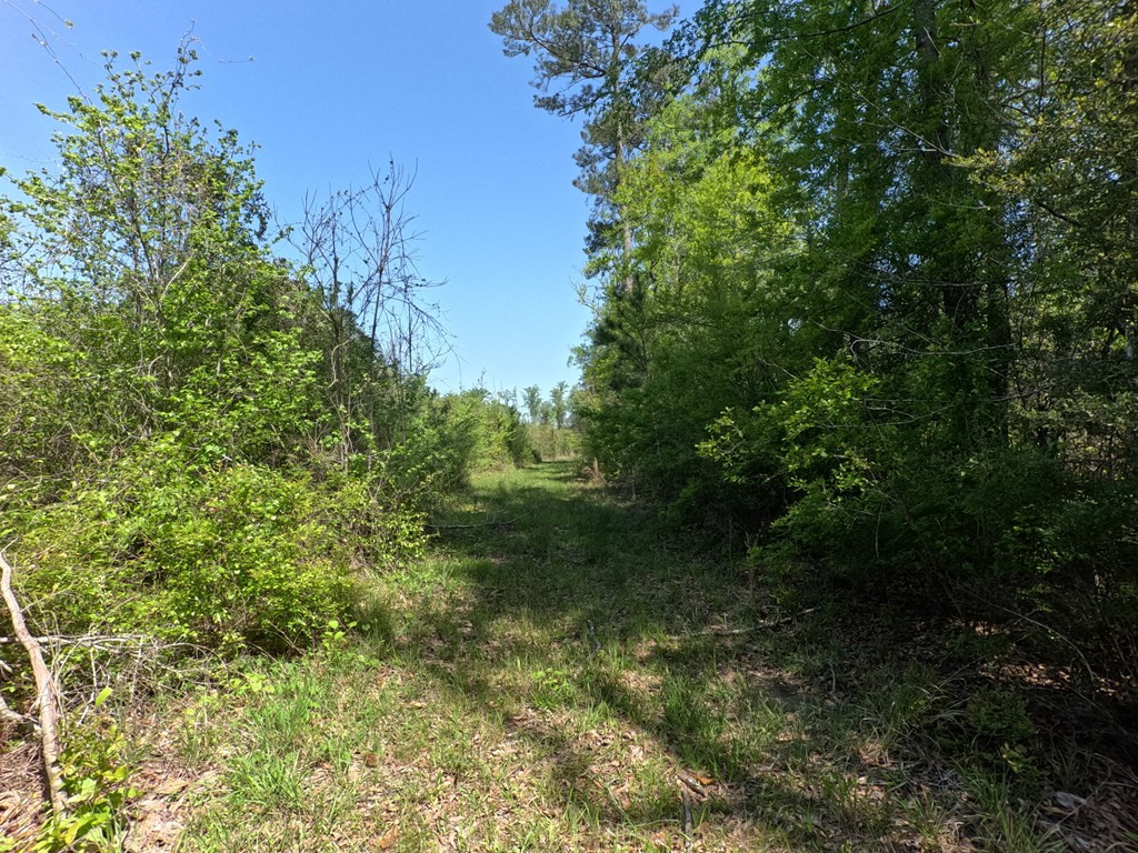 7075 Martinsville Road Wesson, MS 39191 - Photo 6 of 64 Photo 6