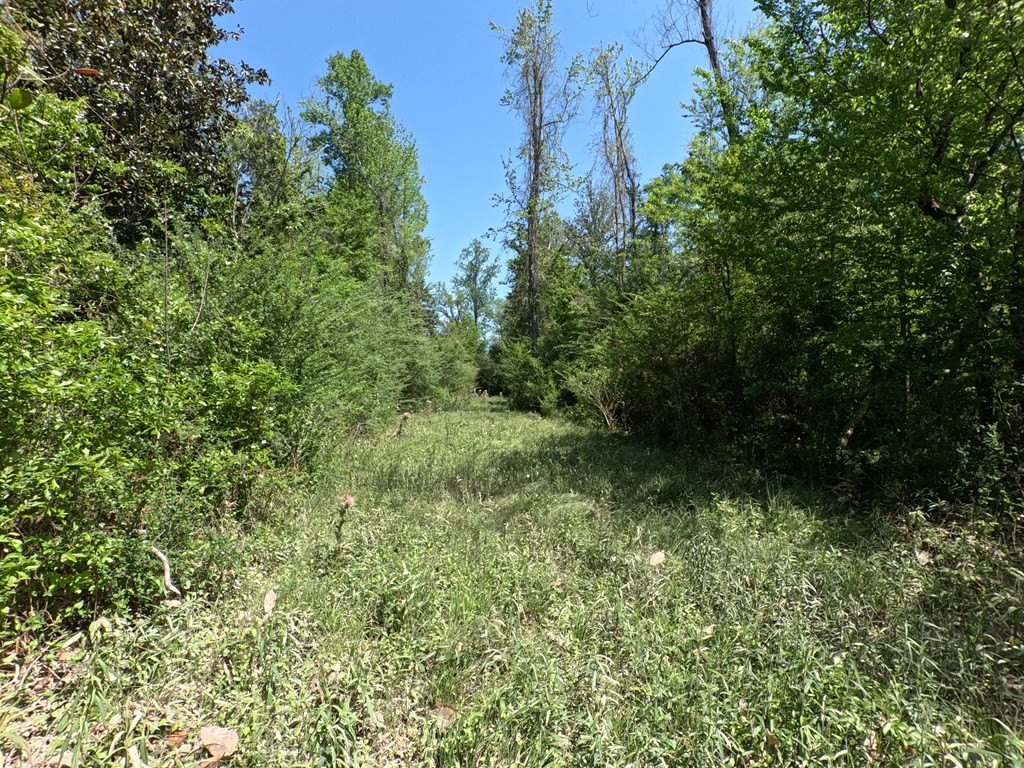 7075 Martinsville Road Wesson, MS 39191 - Photo 8 of 64 Photo 8